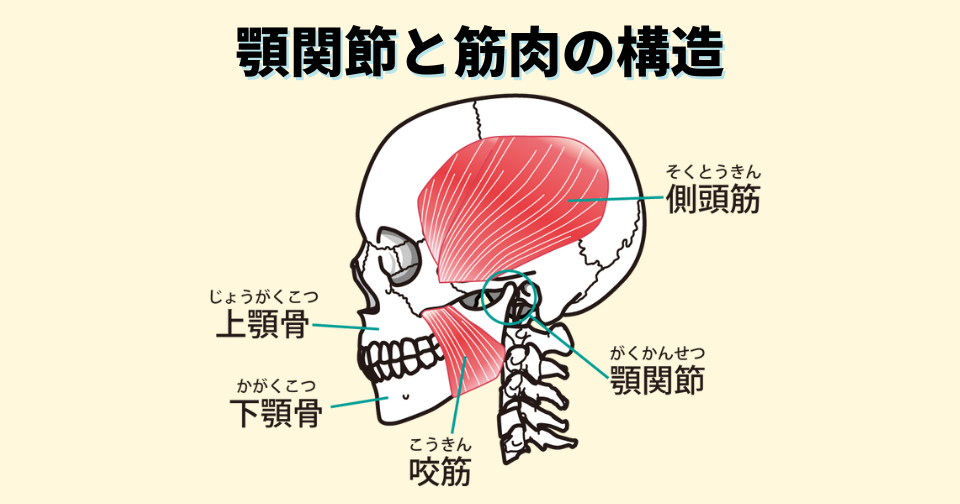 顎関節と筋肉の構造